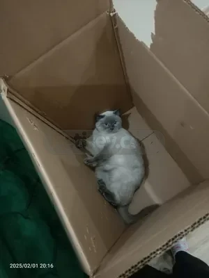 1 yaşında sevimli pıtırcık ucrtetsiz yeni sahibini arıyor - fotoğraf 2