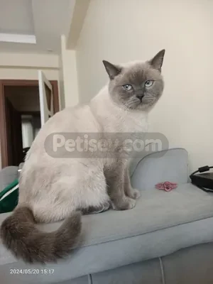 1 yaşında sevimli pıtırcık ucrtetsiz yeni sahibini arıyor - fotoğraf 3