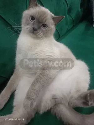 1 yaşında sevimli pıtırcık ucrtetsiz yeni sahibini arıyor - fotoğraf 5