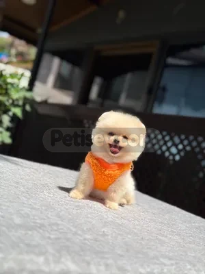İlan Fotoğrafı