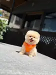Orjinal pomeranian boo