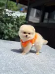 Orjinal pomeranian boo - fotoğraf 2