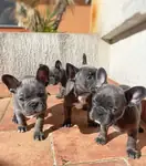 BLUE FRENCH BULLDOG YAVRULARI - fotoğraf 3