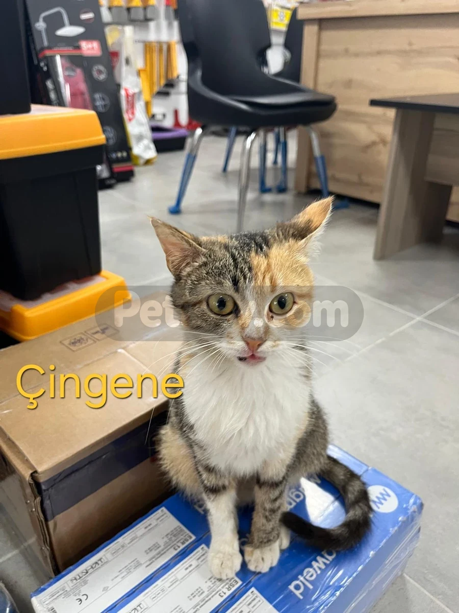 🐾 ACİL YUVA ARANIYOR! / ÖMÜRLÜK KORUNAKLI YUVALARINI ARIYORLAR 🐾 - Tekir Kedi Giresun
