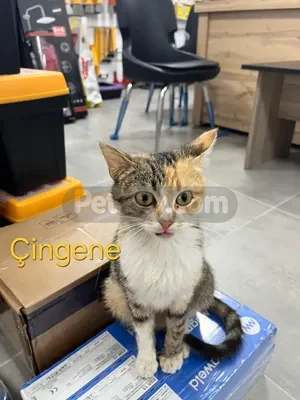 🐾 ACİL YUVA ARANIYOR! / ÖMÜRLÜK KORUNAKLI YUVALARINI ARIYORLAR 🐾 - fotoğraf 1