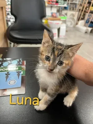 🐾 ACİL YUVA ARANIYOR! / ÖMÜRLÜK KORUNAKLI YUVALARINI ARIYORLAR 🐾 - fotoğraf 3