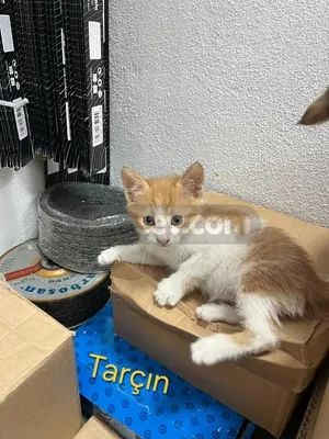 🐾 ACİL YUVA ARANIYOR! / ÖMÜRLÜK KORUNAKLI YUVALARINI ARIYORLAR 🐾 - fotoğraf 4