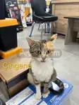 🐾 ACİL YUVA ARANIYOR! / ÖMÜRLÜK KORUNAKLI YUVALARINI ARIYORLAR 🐾