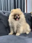 Ev ortamında temiz Orjinal Pomeranian boo yavrular  - fotoğraf 4