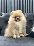 Ev ortamında temiz Orjinal Pomeranian boo yavrular  - fotoğraf 5