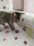 Bedava Yavru Kedi - Tekir Kedi - Gaziantep