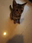 Bedava Yavru Kedi - fotoğraf 2