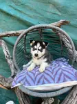 Sibirya kurdu (Husky) Yavrularımız