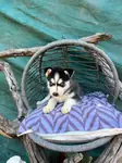 Sibirya kurdu (Husky) Yavrularımız - fotoğraf 2