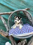 Sibirya kurdu (Husky) Yavrularımız - fotoğraf 3