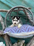 Sibirya kurdu (Husky) Yavrularımız - fotoğraf 4