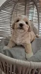 F1 Maltipoo  yavrular - Maltipoo - Antalya