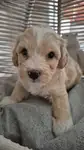 F1 Maltipoo  yavrular - fotoğraf 2