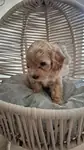 F1 Maltipoo  yavrular - fotoğraf 4