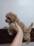 F1 oyuncu maltipoo bebeklerim - fotoğraf 1