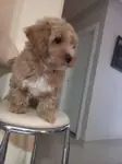 F1 oyuncu maltipoo bebeklerim - fotoğraf 3