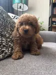 Toy Poodle  2 aylık acil çok akıllı ve uysal - Toy Poodle - Ankara
