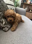 Toy Poodle  2 aylık acil çok akıllı ve uysal - fotoğraf 5