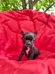 Standart - Merle Pied French Bulldog - fotoğraf 3