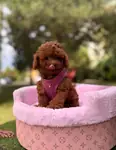 Toy Poodle Baby Face Yavrularimiz  - Toy Poodle - İstanbul