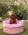 Toy Poodle Baby Face Yavrularimiz  - fotoğraf 3