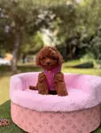 Toy Poodle Baby Face Yavrularimiz  - fotoğraf 5