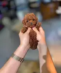 Antalya Muratpaşa Kore Red Brown Toy Poodle bebekler  - Toy Poodle - Antalya