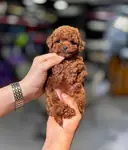 Antalya Muratpaşa Kore Red Brown Toy Poodle bebekler  - fotoğraf 2
