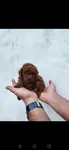 Antalya Muratpaşa Kore Red Brown Toy Poodle bebekler  - fotoğraf 3