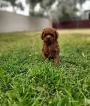 Antalya Muratpaşa Kore Red Brown Toy Poodle bebekler  - fotoğraf 4
