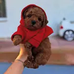 Antalya Muratpaşa Kore Red Brown Toy Poodle bebekler  - fotoğraf 5