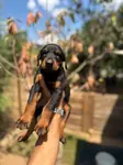 ORJİNAL DOBERMAN YAVRULARI