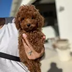 DÜNYA TATLISI TOY POODLE YAVRULARI - Toy Poodle - Antalya