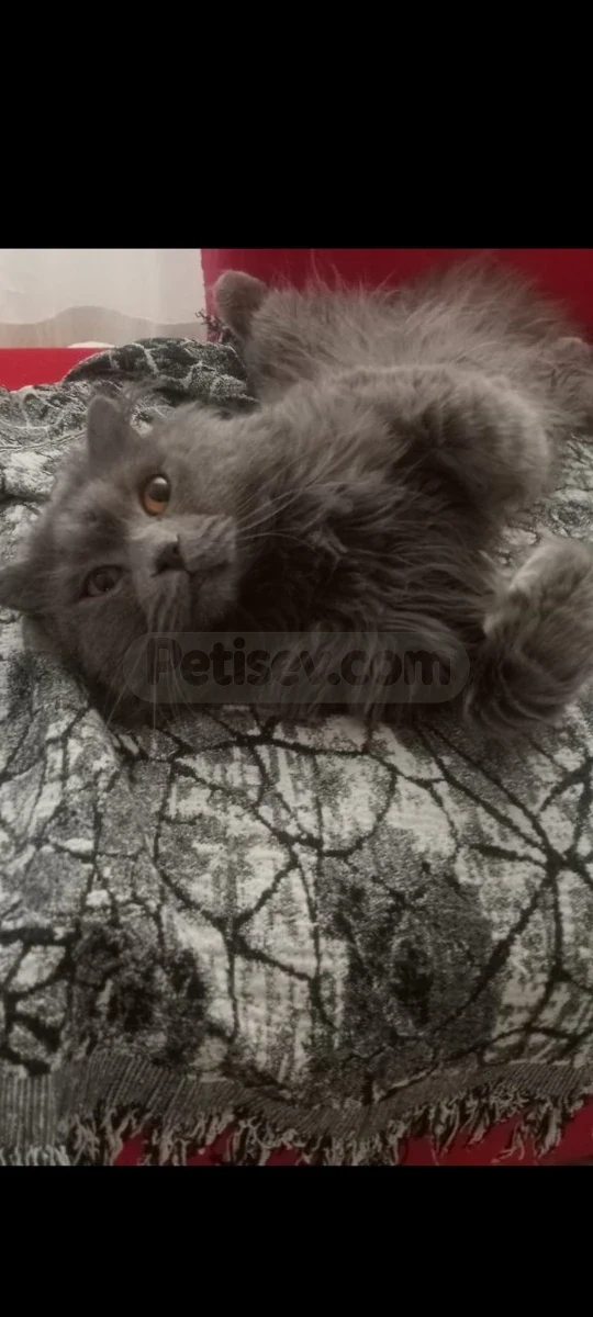 British longhair yavru baybyys - British Longhair Manisa