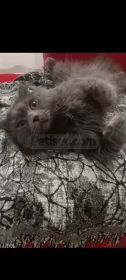 British longhair yavru baybyys - fotoğraf 1