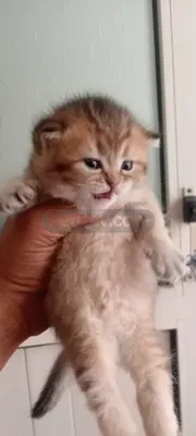 British longhair yavru baybyys - fotoğraf 3