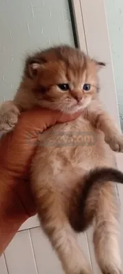 British longhair yavru baybyys - fotoğraf 4