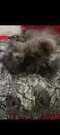 British longhair yavru baybyys