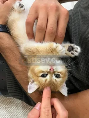 British shorthair golden shaded 2 aylık yavru dişi  - fotoğraf 2