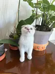 BRİTİSH LONGHAİR BEBEKLER - fotoğraf 4