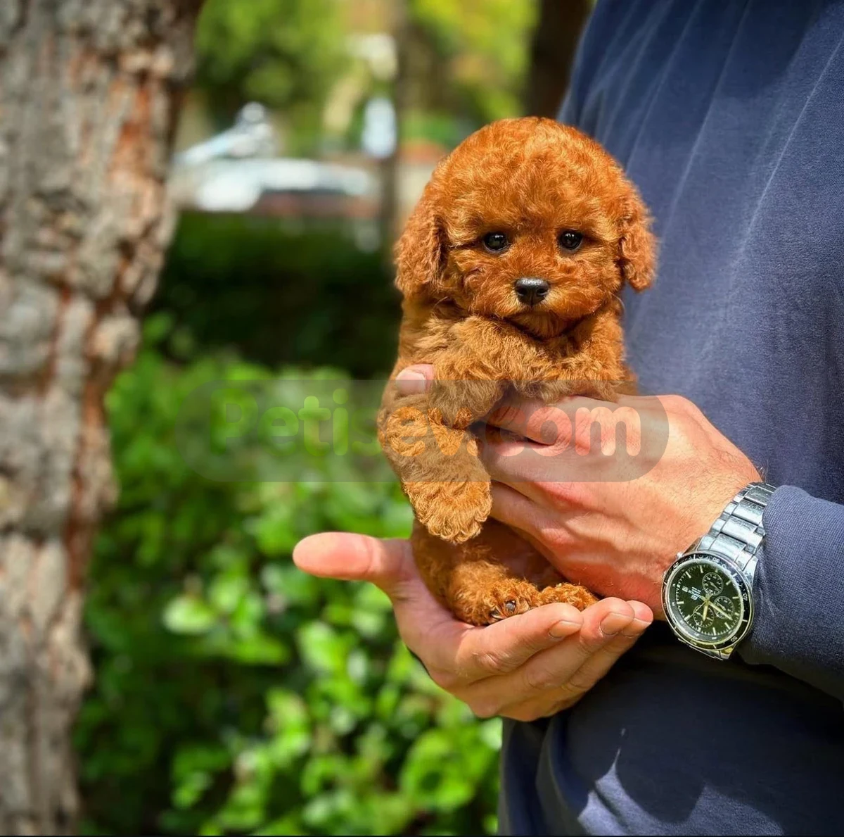 REDBROWN TOY POODLE YAVRULARIMIZ  - Toy Poodle İstanbul