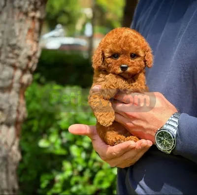 REDBROWN TOY POODLE YAVRULARIMIZ  - fotoğraf 1