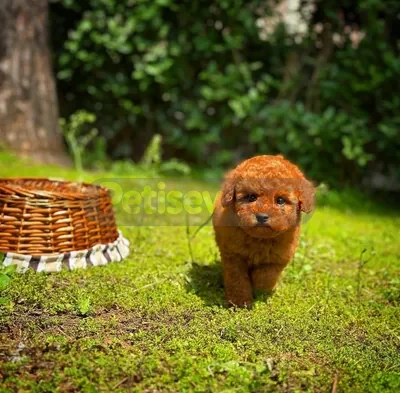 REDBROWN TOY POODLE YAVRULARIMIZ  - fotoğraf 2