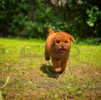 REDBROWN TOY POODLE YAVRULARIMIZ  - fotoğraf 3