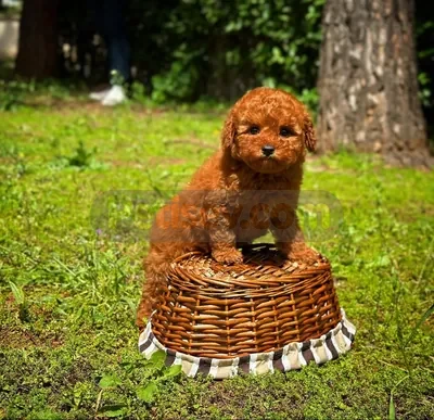 REDBROWN TOY POODLE YAVRULARIMIZ  - fotoğraf 4